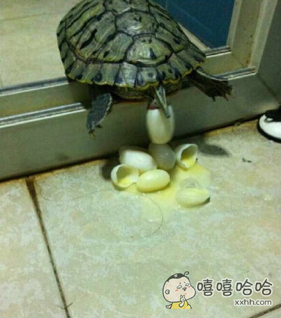 拍到了乌龟下蛋。。。但是。。。碎了啊啊啊
