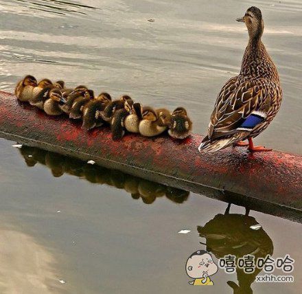 小脑都很发达啊~的评论_百田搞笑大全