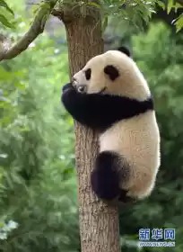 读初二时,某天下课。我从某女同学坐位旁经过,女同学不知是有意还是无意,突然手向后从下向上捞,刚好捞到我的裤裆。那捞的叫一个结实啊,两蛋一枪都被套牢了。顿时,我惊呆了,也膨胀了。同学的手迅速撤离了。我一俩脸都红了,“对不起”她弱弱的道歉声打破了我们之间的尴尬。“我豆腐都让你吃完了”随着我高声的一声回应,所有同学都投来惊讶的目光,我狼狈的逃离了教室。。。。。。
