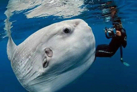 翻车鱼是世界上最脆弱的生物了吧…蠢蠢的死法 1.阳光太强死亡 2.水中气泡进眼睛了紧张过度死亡 3.海水盐分在身上留下斑点打击过大死亡 4.担心和海龟相撞,紧张过度死亡 5.附近小伙伴死了打击过大死亡 6.附近的小伙伴因为附近的小伙伴死了打击过大死亡所以自己打击过大死了←_←