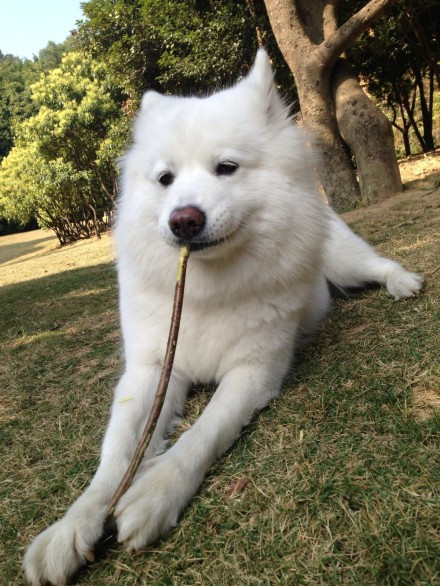 今天真巧,在草坪同时见几只烈性犬。我认出了牛头梗和德国牧羊犬,还有一只它主人说是意大利护卫犬。几只犬分别被主人牵着不能打斗,呜呜呲着牙,凶狠的看着彼此。主人们你一言我一语讲自家狗战无不胜的事迹。妞妞也跑了过来,捡只树棍嘎嘣嘎嘣的边啃边听。别人都看着我,我没说啥,牵着我的羊回家了。(回忆专用小马甲)