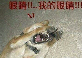 昨天晚上和朋友开车岀去玩,结果这货半路要去买水.我在车上停.十几分钟后他跑回来了,后面还跟着两条狗在吠·这货上来就发动车,我以为这货被吓得要开车撞死这两只狗.结果只看见他打开远光灯,拼命的闪,还一边说着:妈的劳资要亮瞎你们的狗眼,我TM惊呆了!