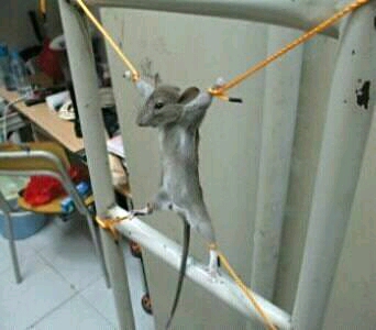 一对夫妻结婚七年,生活乏味,丈夫想给老婆个惊喜,定好了地方给老婆发了一条信息:晚上七点温馨宾馆302房,不要问为什么,见面就明白了!!
无奈按错了键,群发了!正在着急,手机一连串的响起,拿起手机一看,
大嫂回信息说:你大哥白班,明天白天行吗?
小姨子回信息说:哥,这么多年,我一直等着你行动,我马上就到。
邻居大姐回信息说:死鬼,才想起我来?
女同学回信息说:没想到你这么痴情,这么多年还爱着我,一定到!
女同事回信息说:老公在家,改天行吗?
女上司回信息说:早这么办,你早就升职了,等我吧!
孩子老师回信息说:大哥你太有魄力了,没想到为了孩子真舍得,一会见!
看完信息正在惊讶,老婆回信息说:既然你都知道了,那就实话告诉你,孩子就是我们老板的,不行就离婚!
25L看完信息当时晕倒。。。