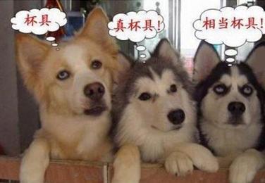 老哥成天说要辞职,理由如下:每天8点上班,十点下班,工作14个小时,做六休一,经常被老板批,一个月还TM只拿3000元。他儿子听了默默的说:我每天早上六点起床,上学到四点,做作业做到10点,一天工作16个小时,经常被老师骂,不仅没钱拿,还TM得倒贴钱。。。