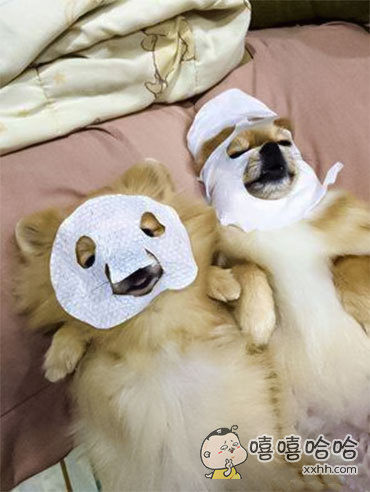 “论脸大与小敷面膜的区别”的评论_百田搞笑大全