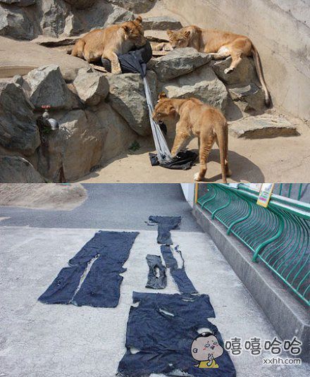 一家动物园曾推出过一款叫zoo jeans的牛仔裤,设计师为动物园里的狮子老虎等猛兽,经过“设计师”们的蹂躏后再制成一条独一无二的牛仔裤。牛仔裤最终被放在网络上拍卖,所得都捐给了动物园让动物们有更好的生活环境。狮子:都是为了你们这些时代的弄潮儿。。