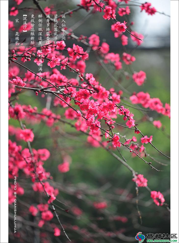 桃花开时处处春好看吗 桃花开时处处春怎么样