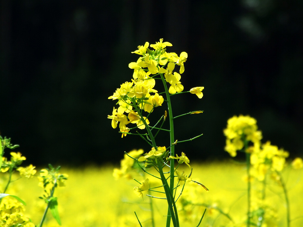 [网王]打死都不说我爱你好看吗 [网王]打死都不