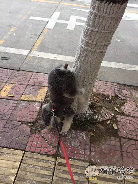 "一只拉屎开挂的狗"的评论_百田搞笑大全