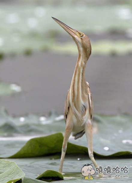 脖子下面全是腿_百田搞笑大全