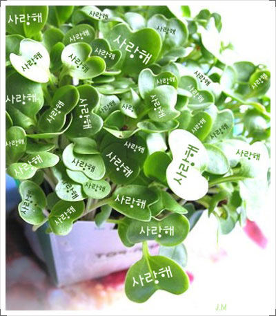 不期 之 听说爱情来过好看吗 不期 之 听说爱情