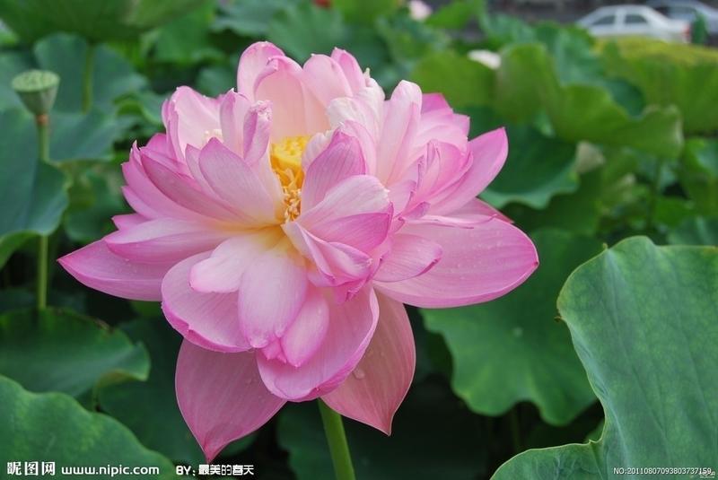 【画骨】最凄美的花之花语,附图片