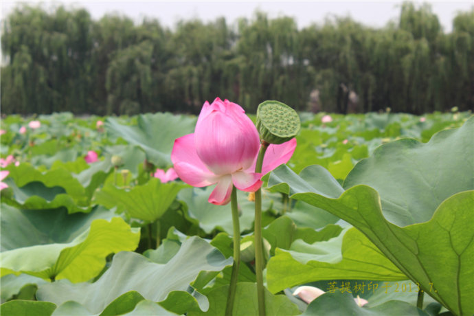 印度国花荷花菩提树|印度国花--荷花,菩提树