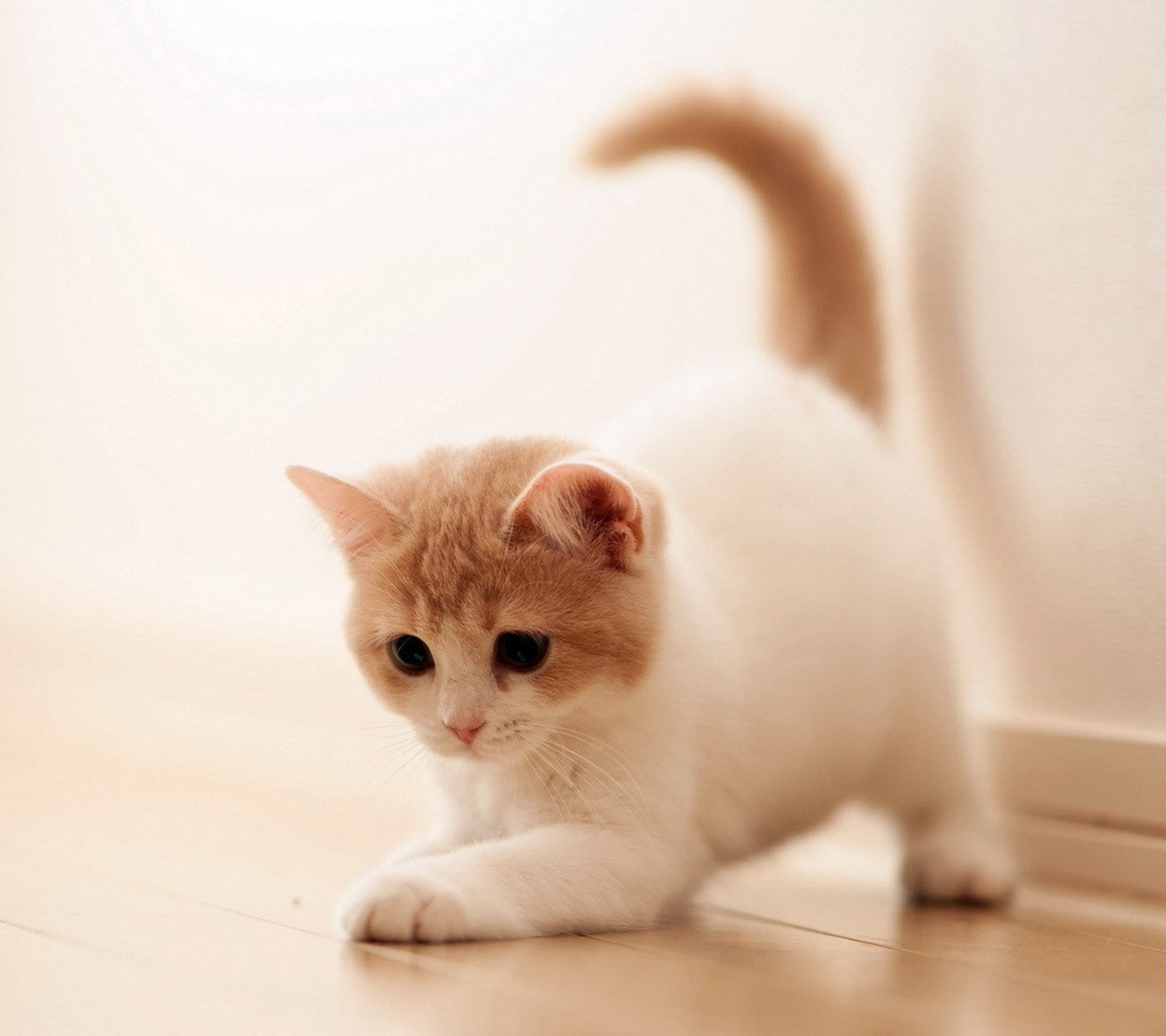 壁纸 动物 狗 狗狗 1440_1280