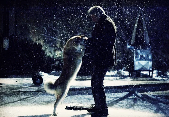 又一个忠犬八公的故事 只是这次的结局有点不一样_百田田田圈