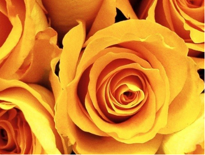 黄玫瑰代表什么意思 她生气了就送这个_百田田