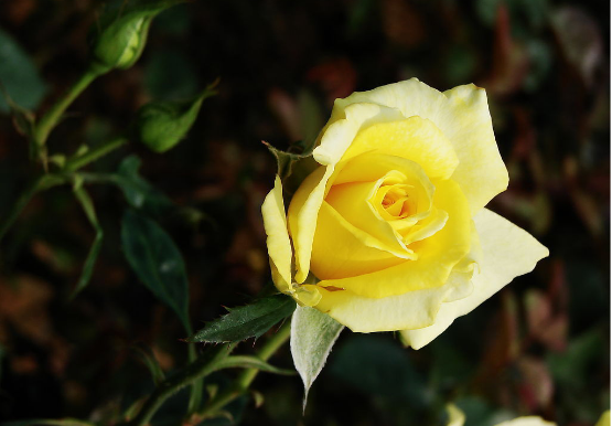 【】黄玫瑰代表什么意思追女孩必备