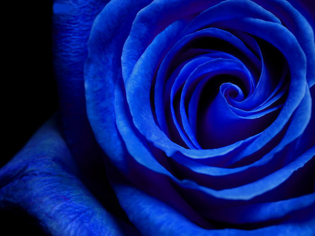 【撩妹指南】蓝玫瑰代表什么意思 还不用它撩
