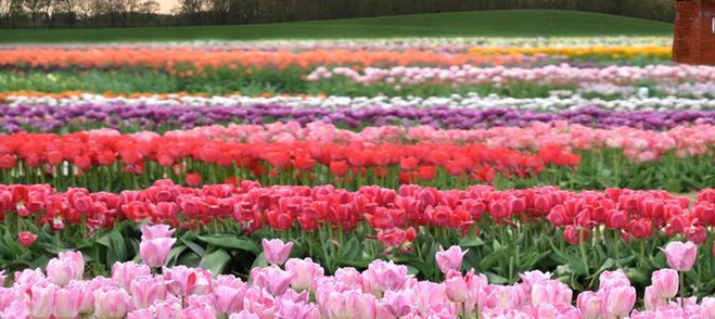花卉排名_花卉线描
