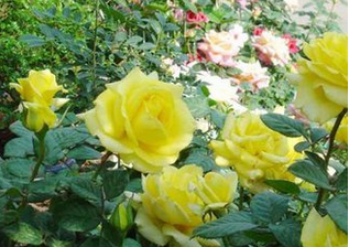 【男友须知】黄玫瑰花语是什么 黄玫瑰的寓意