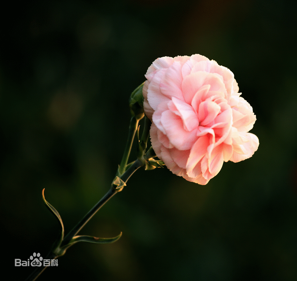 各种花的花语大全寓意(各种花的花语大全寓意是什么)